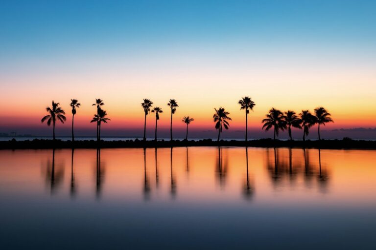 Palm trees reflected in still water at dawn on the Florida coast