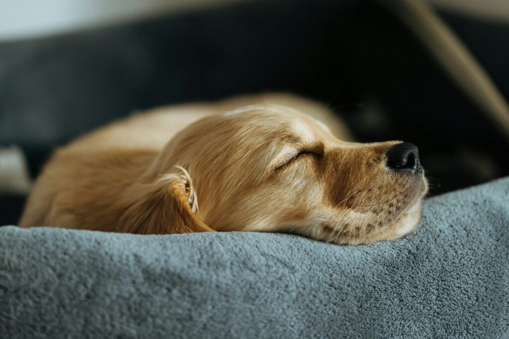 An older dog resting in soft light at home