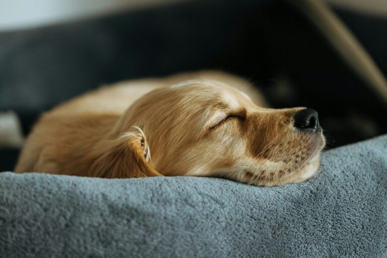 An older dog resting in soft light at home
